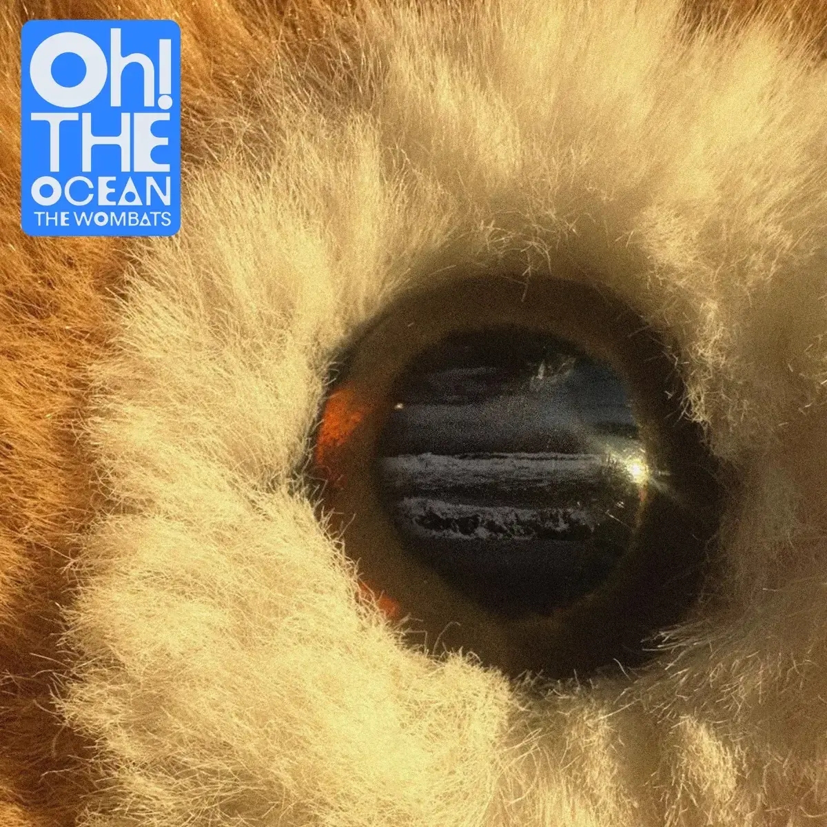 The Wombats Oh! The Ocean Album Cover